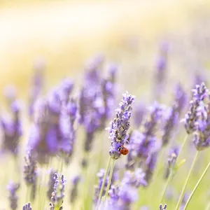  Bauernhof La Valle Della Lavanda - Podere Mezzastrada